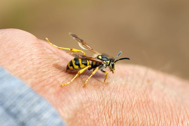 Image d'illustration. Guêpe posée sur de la peau