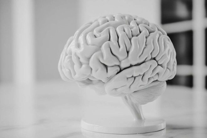 Modèle de cerveau en gros plan