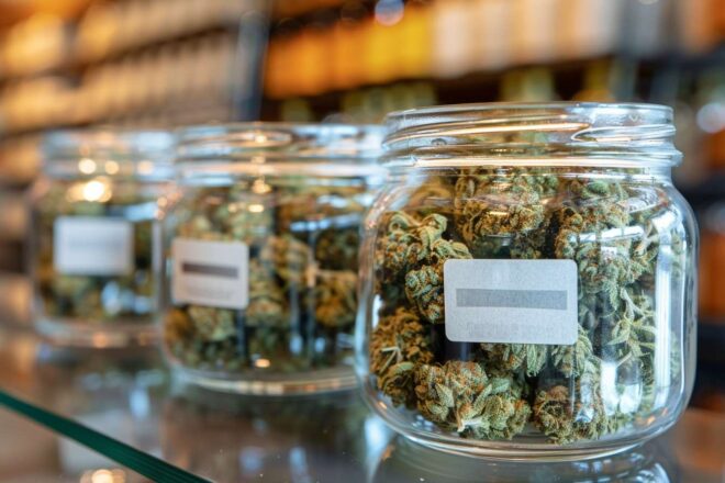 cbd bocaux