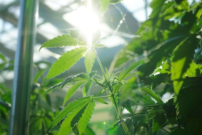 Gros plan de plants de cannabis thérapeutique